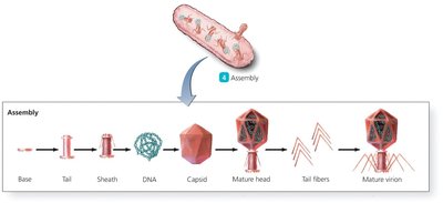 Assembly of bacteriophage components into mature virions