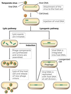 Diagram of the lytic and lysogenic cycles of a temperate phage