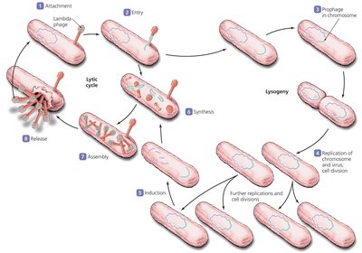Diagram showing the lytic and lysogenic cycles, including induction and prophage formation