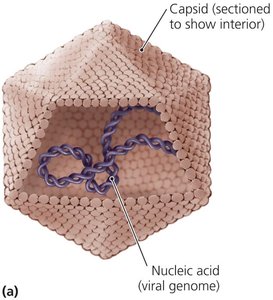 Icosahedral virus structure with capsid and nucleic acid genome