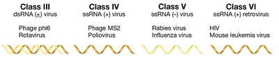 Baltimore classification of RNA viruses