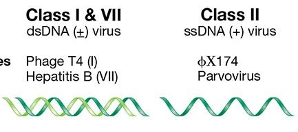Baltimore classification of DNA viruses