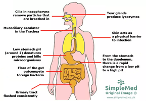 Diagram of physical and chemical barriers in the human body