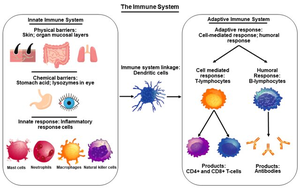 Diagram comparing innate and adaptive immune system components