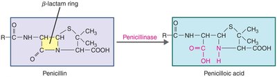 Effect of penicillinase on penicillins