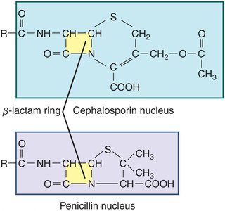 Cephalosporin and penicillin nuclei compared