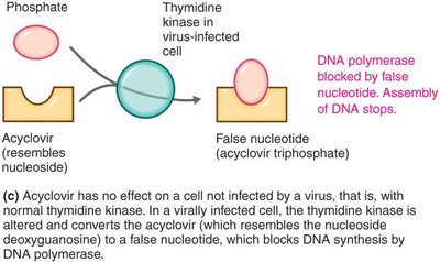 Acyclovir mechanism part 2