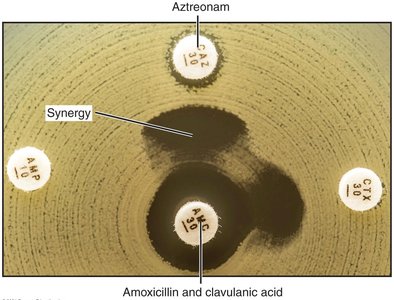 Synergism between antibiotics