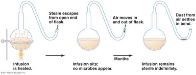 Pasteur's swan neck flask experiment