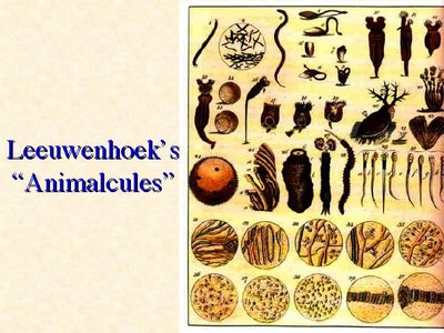 Drawings of Leeuwenhoek's animalcules