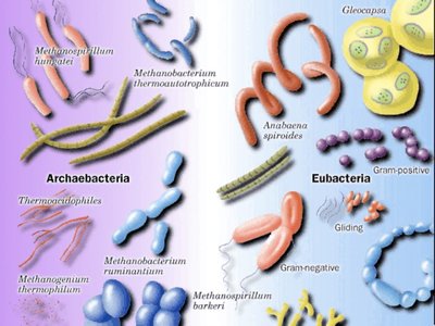 Illustration comparing Archaebacteria and Eubacteria