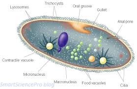 Diagram of protozoan cell structure