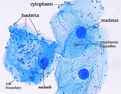 Photomicrograph showing bacteria and eukaryotic cells