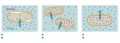 Osmosis in hypertonic, hypotonic, and isotonic environments