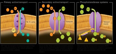 Types of active transport in prokaryotic cells