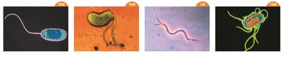 Different flagella arrangements in bacteria