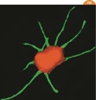 Pili mediating genetic transfer between cells