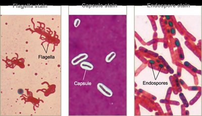 Flagella, capsule, and endospore stains