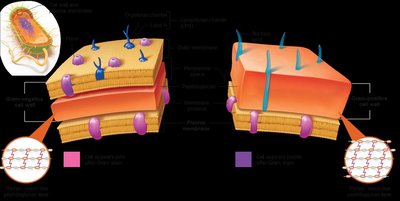 Comparison of Gram-negative and Gram-positive cell wall structures