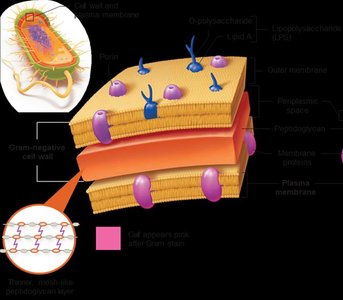 Gram-negative cell wall structure
