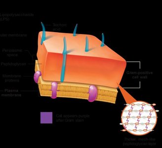 Gram-positive cell wall structure