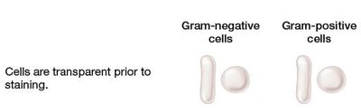 Gram stain process: crystal violet and iodine