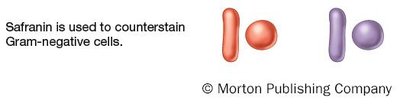Gram stain process: decolorization