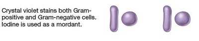 Gram stain process: safranin counterstain