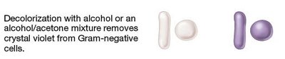 Gram-negative and Gram-positive cells before staining