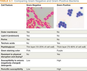 Table comparing Gram-negative and Gram-positive bacteria