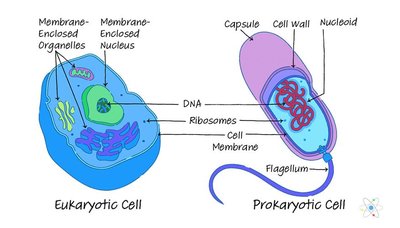 Diagram comparing eukaryotic and prokaryotic cells