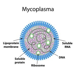 Mycoplasma cell structure