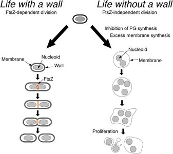 Life with and without a cell wall in bacteria