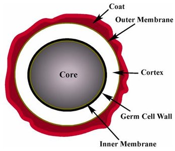 Endospore structure