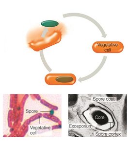 Endospore life cycle and staining