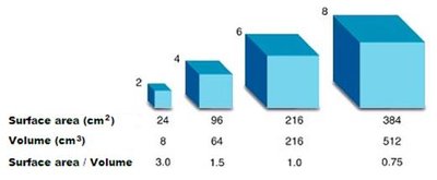Surface area to volume ratio in cubes of different sizes