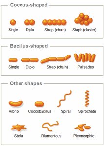 Common shapes and arrangements of prokaryotic cells