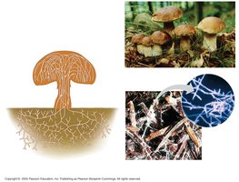 Fungal structure: hyphae, mycelium, and spores