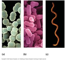 Common prokaryotic cell shapes