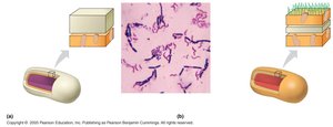 Gram-positive and Gram-negative cell wall structure