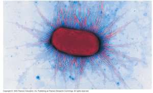 Fimbriae on bacterial cell