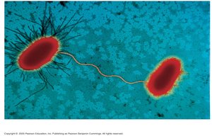 Sex pilus between two bacterial cells
