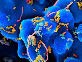 Oral flora, a mixed bacterial community