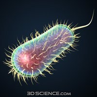 Escherichia coli