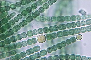 Anabaena, a cyanobacterium