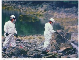 Bioremediation in action