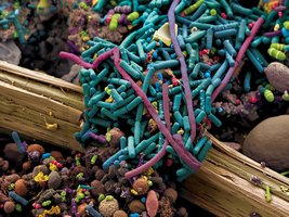 Human gut flora, a mixed community of bacteria
