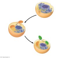 Endosymbiotic origin of mitochondria and chloroplasts