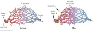 Effect of inflammatory mediators on blood vessel dilation