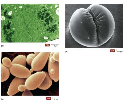 TEM and SEM images of eukaryotic cell division and yeast budding